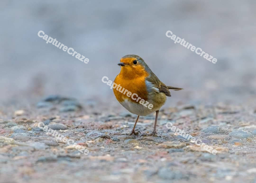 European robin perching on a tree trunk